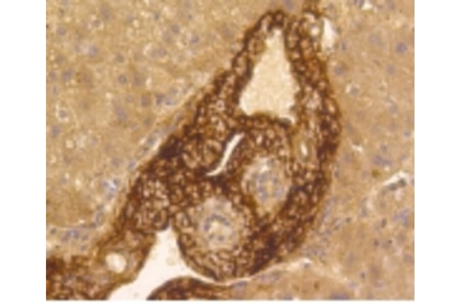 Anti-Vitronectin Antibody from Bioworld Technology (BS9936M) - Antibodies.com