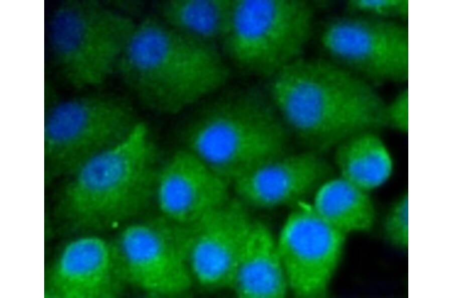 Anti-Vitronectin Antibody from Bioworld Technology (BS9936M) - Antibodies.com