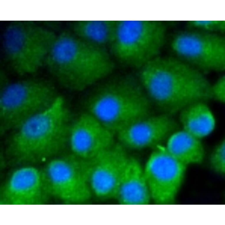 Anti-Vitronectin Antibody from Bioworld Technology (BS9936M) - Antibodies.com