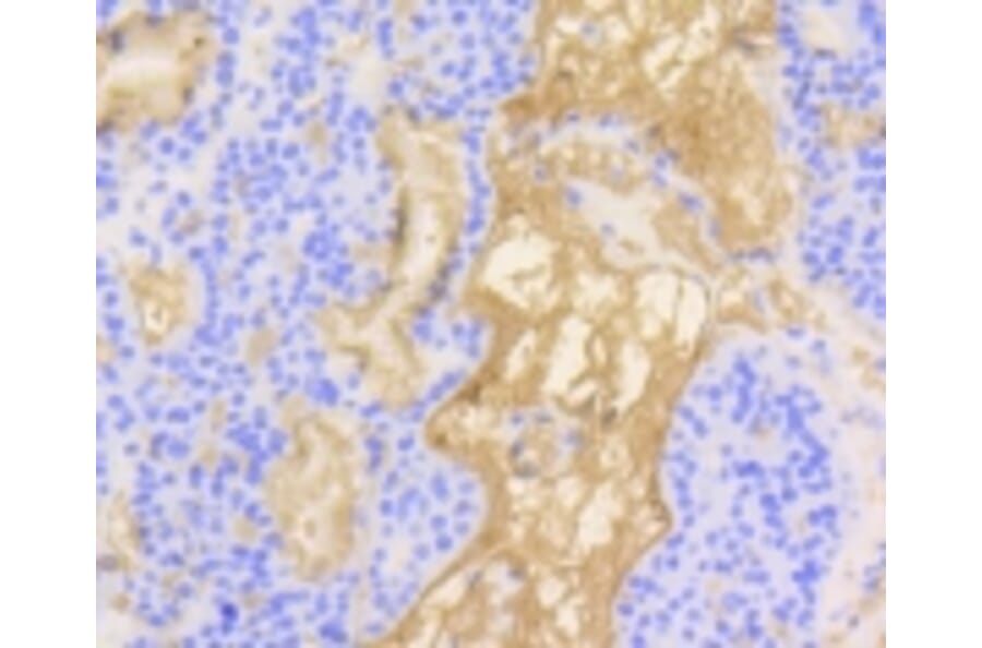 Anti-Vitronectin Antibody from Bioworld Technology (BS9936M) - Antibodies.com