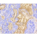 Anti-Vitronectin Antibody from Bioworld Technology (BS9936M) - Antibodies.com