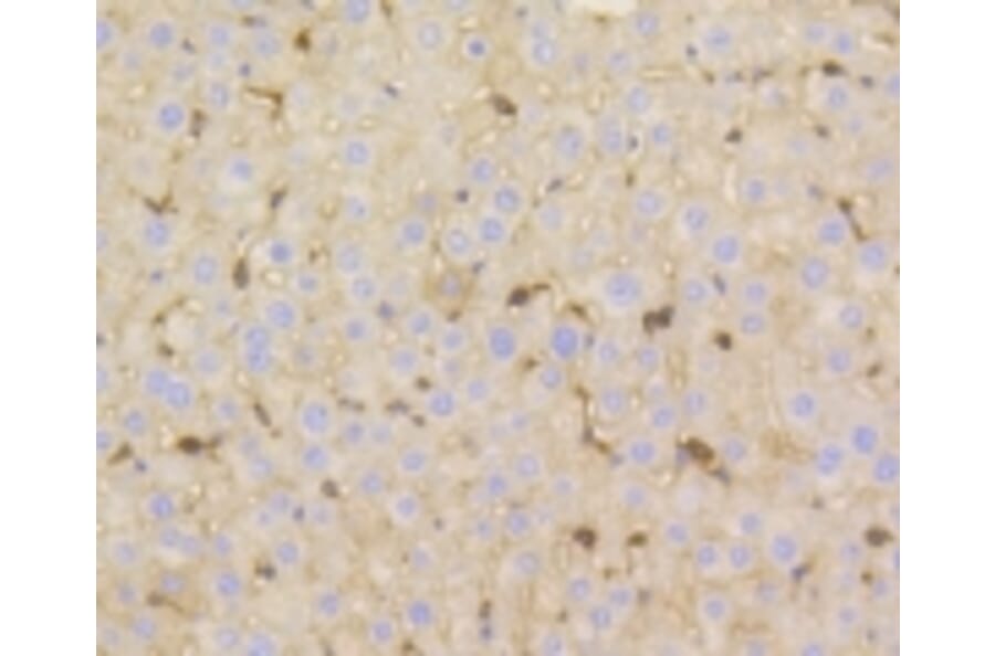 Anti-Vitronectin Antibody from Bioworld Technology (BS9936M) - Antibodies.com