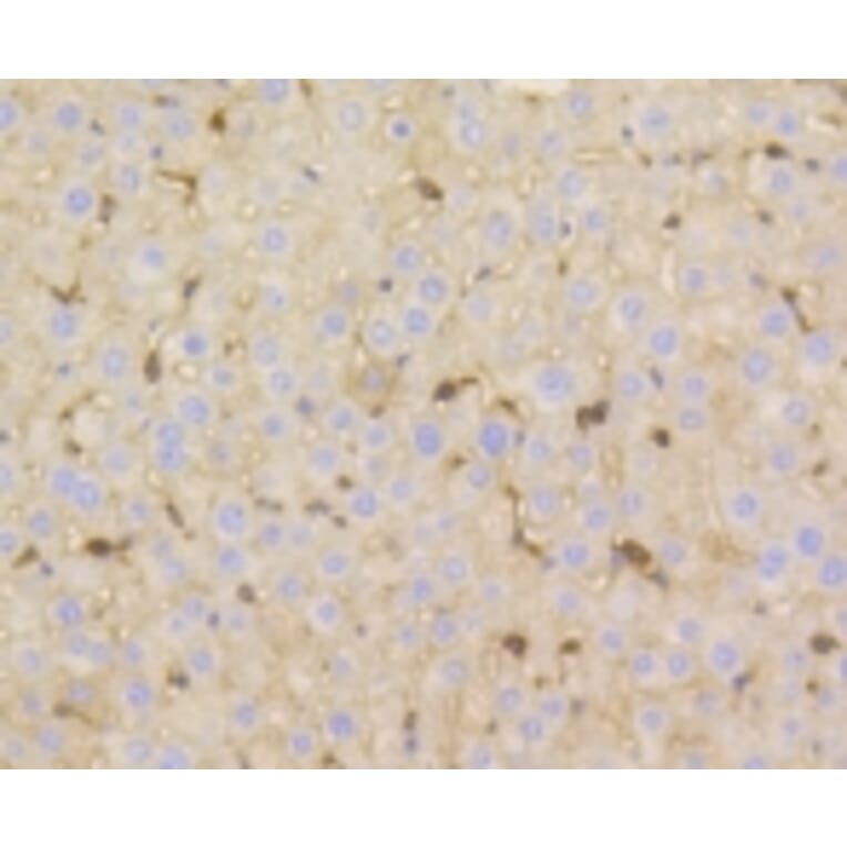 Anti-Vitronectin Antibody from Bioworld Technology (BS9936M) - Antibodies.com