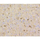 Anti-Vitronectin Antibody from Bioworld Technology (BS9936M) - Antibodies.com