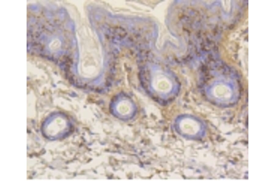 Anti-Vitronectin Antibody from Bioworld Technology (BS9936M) - Antibodies.com