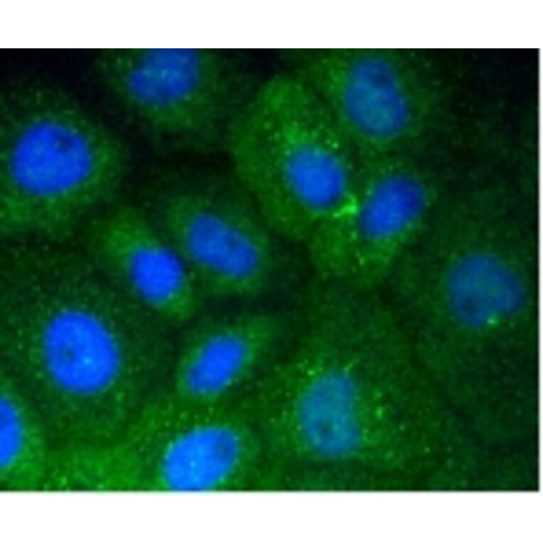 Anti-Vitronectin Antibody from Bioworld Technology (BS9936M) - Antibodies.com