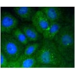 Anti-Vitronectin Antibody from Bioworld Technology (BS9936M) - Antibodies.com