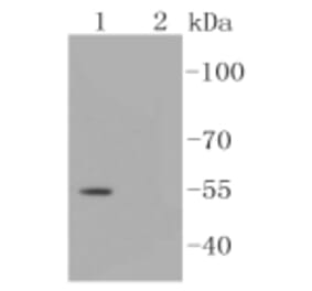 Anti-Smad3 (phospho-S423/S425) Antibody from Bioworld Technology (BS9938M) - Antibodies.com