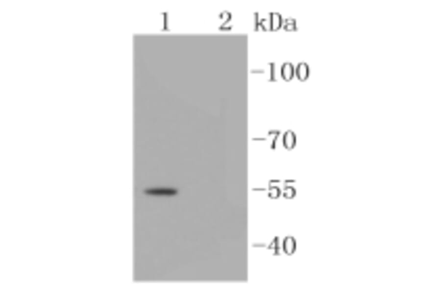 Anti-Smad3 (phospho-S423/S425) Antibody from Bioworld Technology (BS9938M) - Antibodies.com