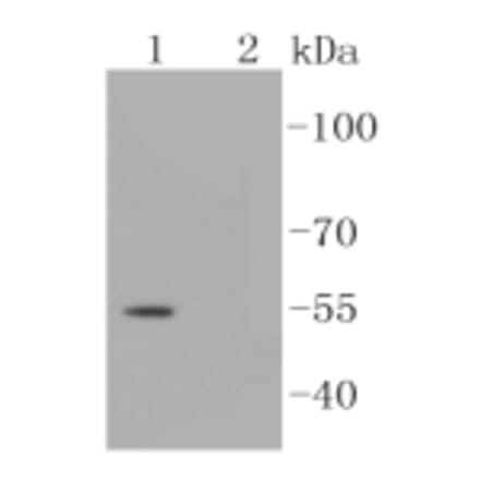 Anti-Smad3 (phospho-S423/S425) Antibody from Bioworld Technology (BS9938M) - Antibodies.com