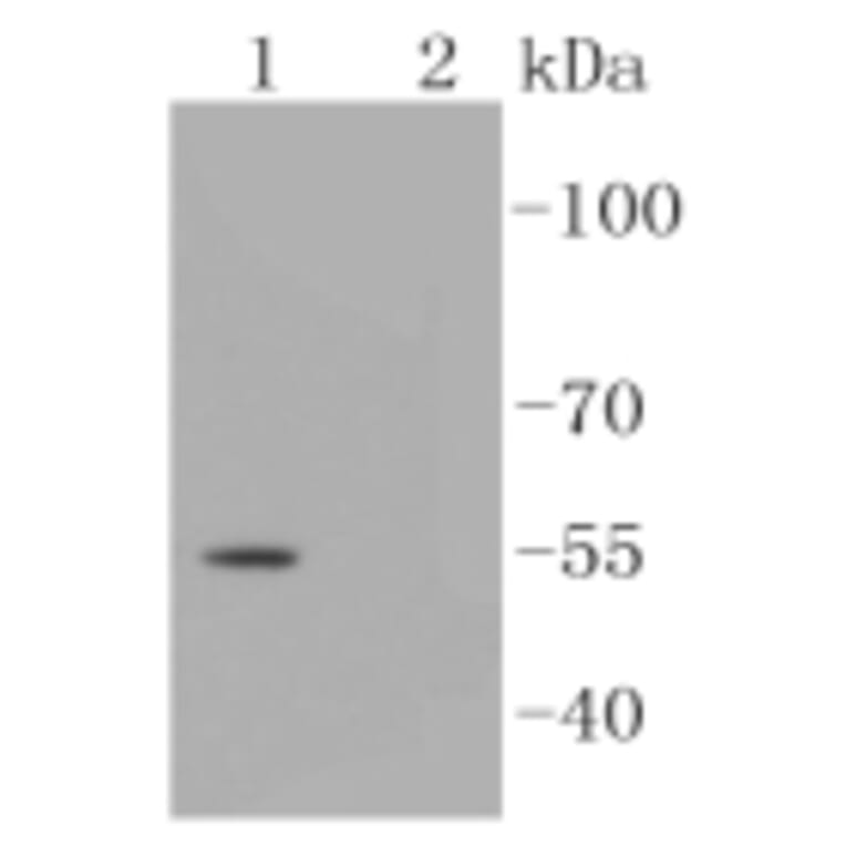Anti-Smad3 (phospho-S423/S425) Antibody from Bioworld Technology (BS9938M) - Antibodies.com