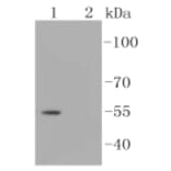 Anti-Smad3 (phospho-S423/S425) Antibody from Bioworld Technology (BS9938M) - Antibodies.com