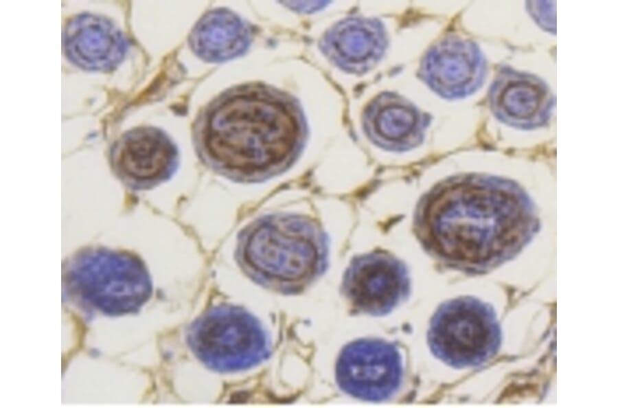 Anti-Smad3 (phospho-S423/S425) Antibody from Bioworld Technology (BS9938M) - Antibodies.com