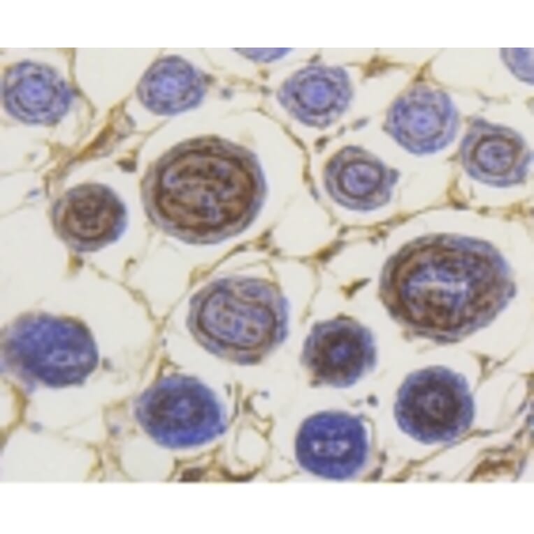 Anti-Smad3 (phospho-S423/S425) Antibody from Bioworld Technology (BS9938M) - Antibodies.com