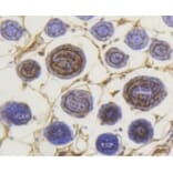 Anti-Smad3 (phospho-S423/S425) Antibody from Bioworld Technology (BS9938M) - Antibodies.com