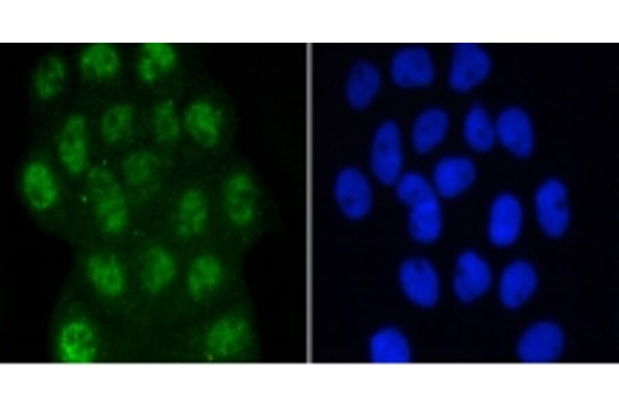Anti-Smad3 (phospho-S423/S425) Antibody from Bioworld Technology (BS9938M) - Antibodies.com