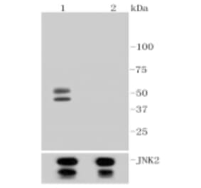 Anti-JNK1/2/3 (Phospho-T183) Antibody from Bioworld Technology (BS9939M) - Antibodies.com