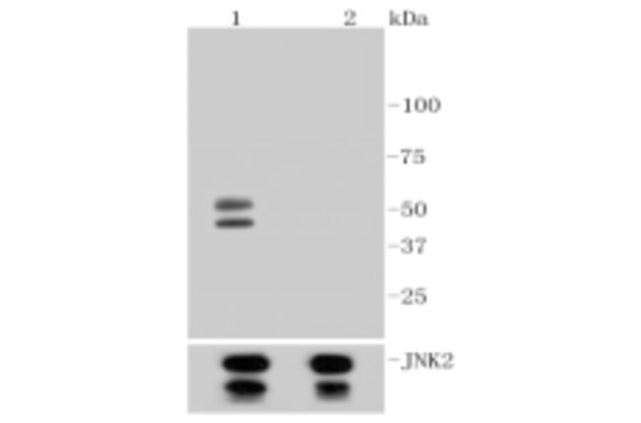 Anti-JNK1/2/3 (Phospho-T183) Antibody from Bioworld Technology (BS9939M) - Antibodies.com