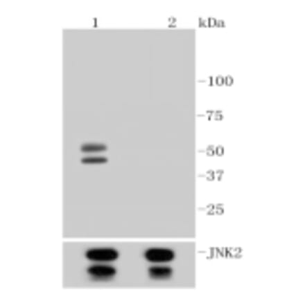 Anti-JNK1/2/3 (Phospho-T183) Antibody from Bioworld Technology (BS9939M) - Antibodies.com