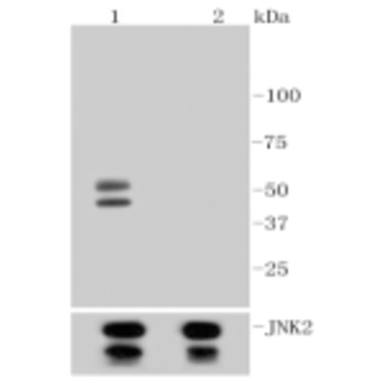 Anti-JNK1/2/3 (Phospho-T183) Antibody from Bioworld Technology (BS9939M) - Antibodies.com
