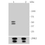 Anti-JNK1/2/3 (Phospho-T183) Antibody from Bioworld Technology (BS9939M) - Antibodies.com