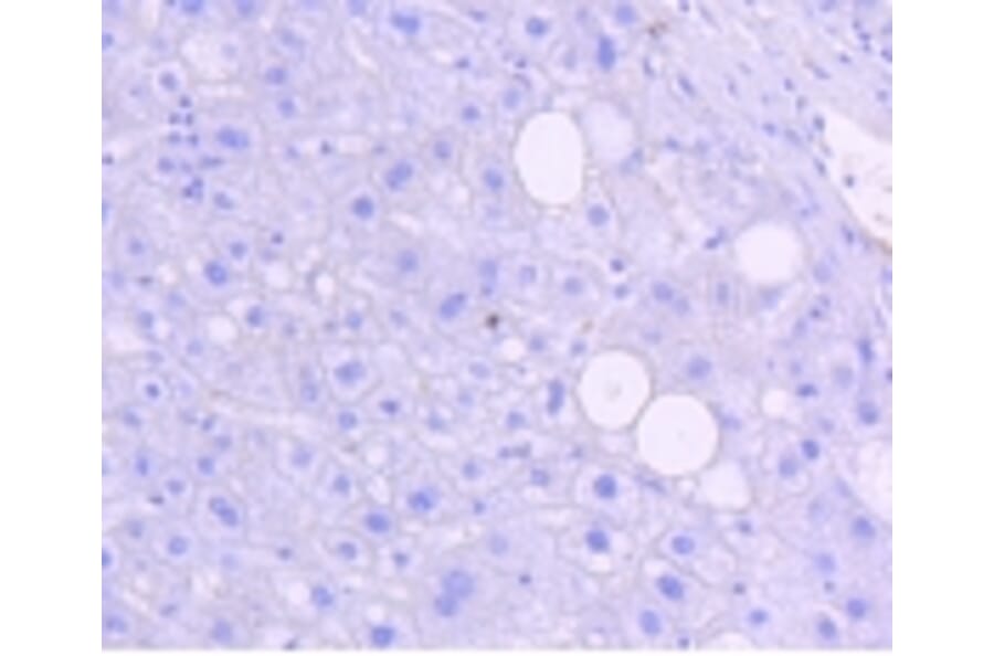 Anti-JNK1/2/3 (Phospho-T183) Antibody from Bioworld Technology (BS9939M) - Antibodies.com