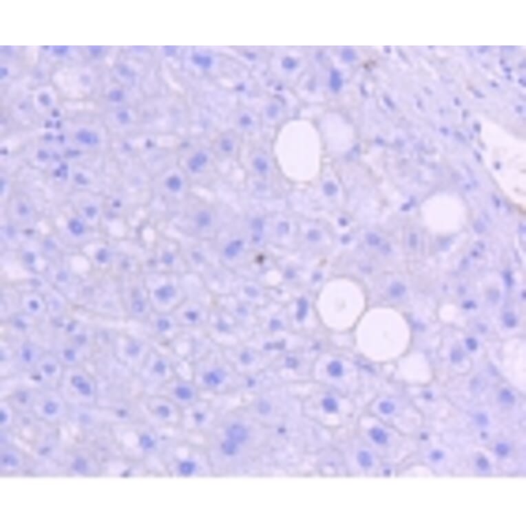 Anti-JNK1/2/3 (Phospho-T183) Antibody from Bioworld Technology (BS9939M) - Antibodies.com