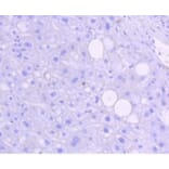 Anti-JNK1/2/3 (Phospho-T183) Antibody from Bioworld Technology (BS9939M) - Antibodies.com