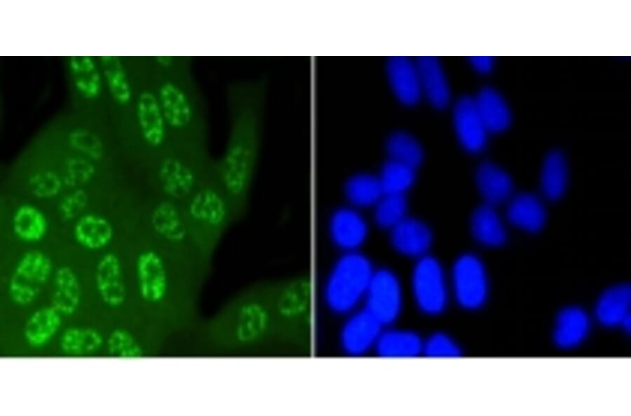 Anti-JNK1/2/3 (Phospho-T183) Antibody from Bioworld Technology (BS9939M) - Antibodies.com