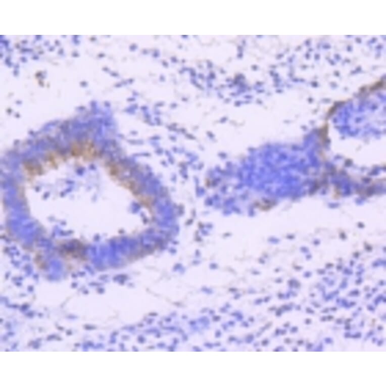 Anti-JNK1/2/3 (Phospho-T183) Antibody from Bioworld Technology (BS9939M) - Antibodies.com