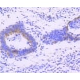 Anti-JNK1/2/3 (Phospho-T183) Antibody from Bioworld Technology (BS9939M) - Antibodies.com