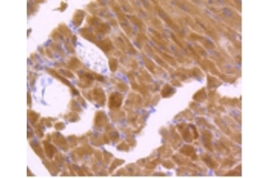 Anti-JNK1/2/3 (Phospho-T183) Antibody from Bioworld Technology (BS9939M) - Antibodies.com