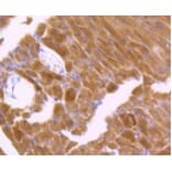 Anti-JNK1/2/3 (Phospho-T183) Antibody from Bioworld Technology (BS9939M) - Antibodies.com