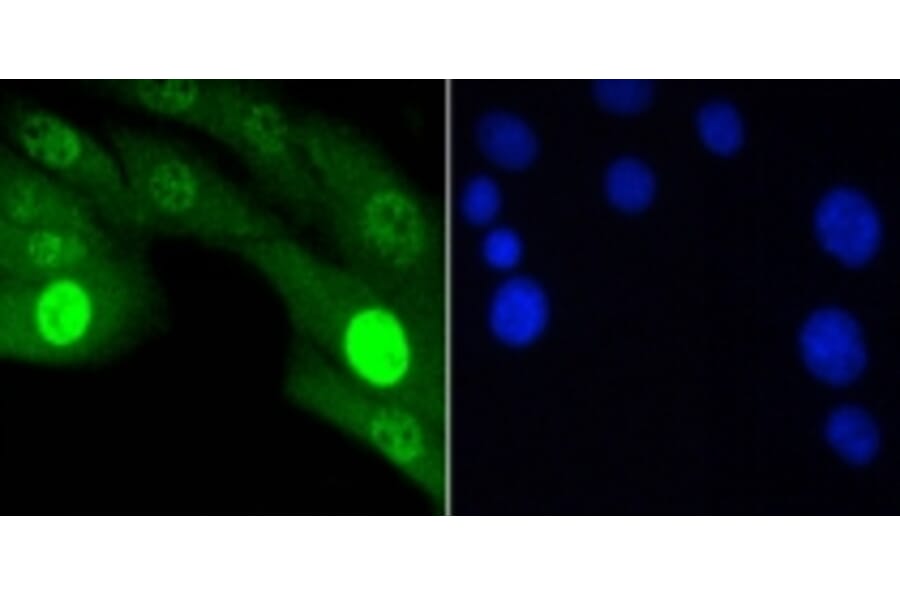 Anti-JNK1/2/3 (Phospho-T183) Antibody from Bioworld Technology (BS9939M) - Antibodies.com