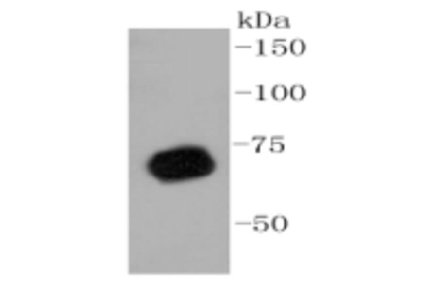 Anti-PRMT5 Antibody from Bioworld Technology (BS9940M) - Antibodies.com