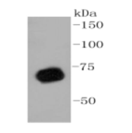 Anti-PRMT5 Antibody from Bioworld Technology (BS9940M) - Antibodies.com