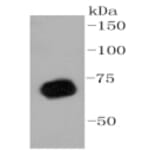 Anti-PRMT5 Antibody from Bioworld Technology (BS9940M) - Antibodies.com