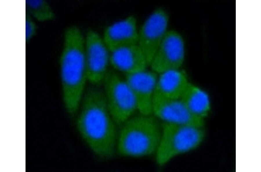 Anti-PRMT5 Antibody from Bioworld Technology (BS9940M) - Antibodies.com