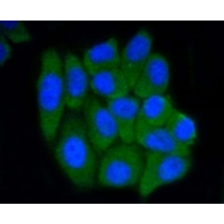 Anti-PRMT5 Antibody from Bioworld Technology (BS9940M) - Antibodies.com