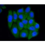Anti-PRMT5 Antibody from Bioworld Technology (BS9940M) - Antibodies.com