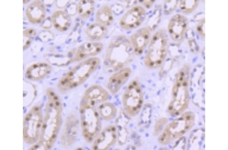 Anti-PRMT5 Antibody from Bioworld Technology (BS9940M) - Antibodies.com