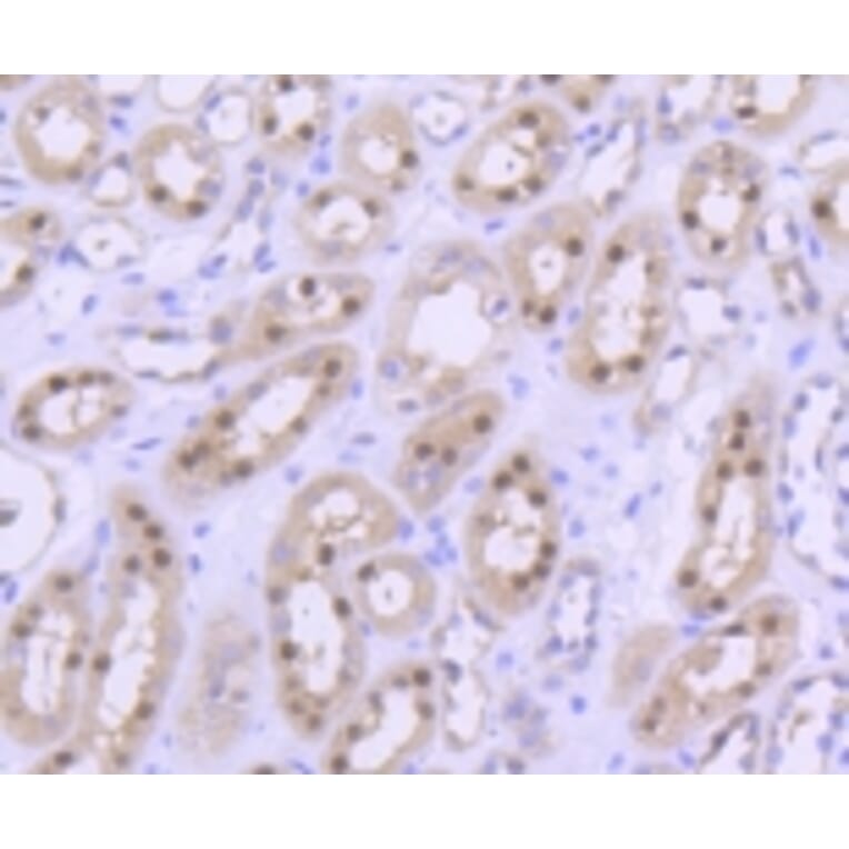 Anti-PRMT5 Antibody from Bioworld Technology (BS9940M) - Antibodies.com