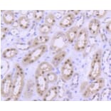 Anti-PRMT5 Antibody from Bioworld Technology (BS9940M) - Antibodies.com