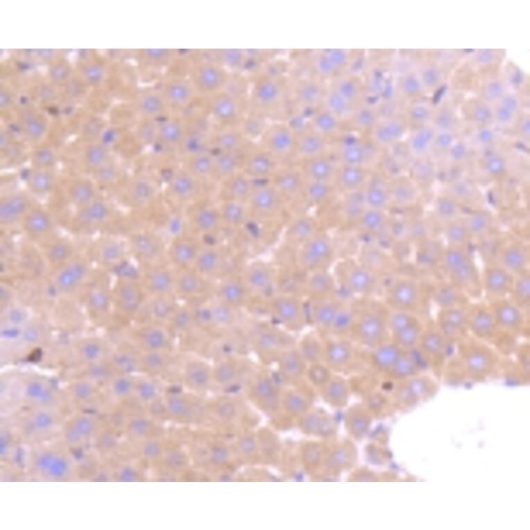 Anti-PRMT5 Antibody from Bioworld Technology (BS9940M) - Antibodies.com