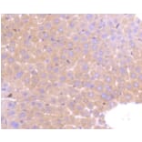 Anti-PRMT5 Antibody from Bioworld Technology (BS9940M) - Antibodies.com