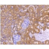 Anti-PRMT5 Antibody from Bioworld Technology (BS9940M) - Antibodies.com