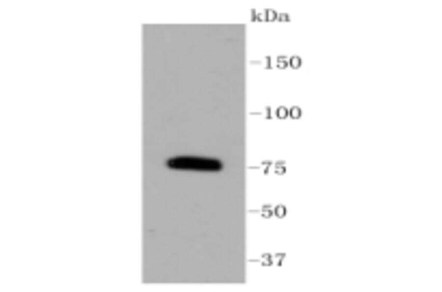 Anti-PKC β Antibody from Bioworld Technology (BS9941M) - Antibodies.com