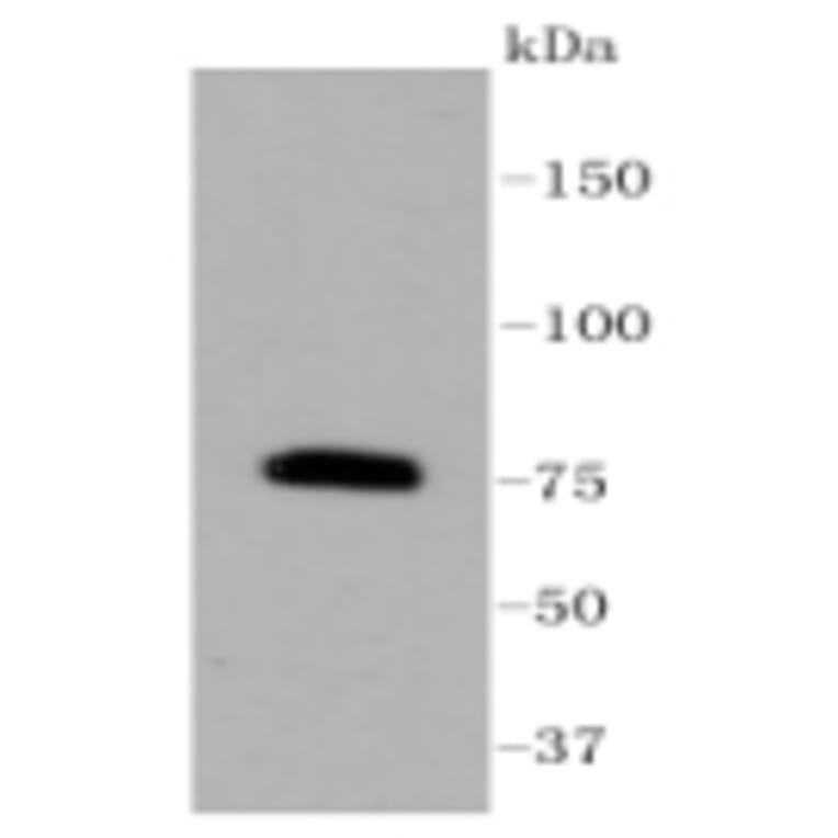 Anti-PKC β Antibody from Bioworld Technology (BS9941M) - Antibodies.com
