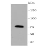 Anti-PKC β Antibody from Bioworld Technology (BS9941M) - Antibodies.com
