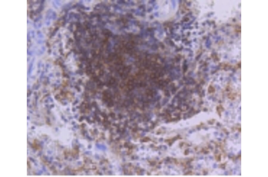 Anti-PKC β Antibody from Bioworld Technology (BS9941M) - Antibodies.com